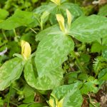 Wild Oats (Uvularia sessilifolia) Photo Wild Oats (Uvularia sessilifolia)