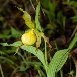 Wild Oats (Uvularia sessilifolia) Photo Wild Oats (Uvularia sessilifolia)