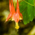 Wild Oats (Uvularia sessilifolia) Photo Wild Oats (Uvularia sessilifolia)
