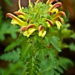 Wild Oats (Uvularia sessilifolia) Photo Wild Oats (Uvularia sessilifolia)